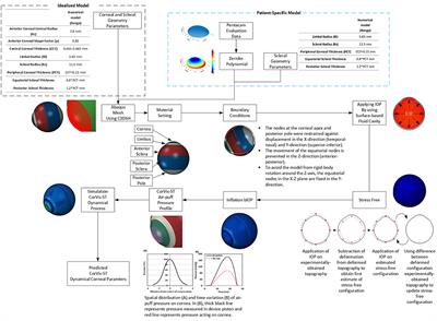 Determination of Corneal Biomechanical Behavior in-vivo for Healthy Eyes Using CorVis ST Tonometry: Stress-Strain Index